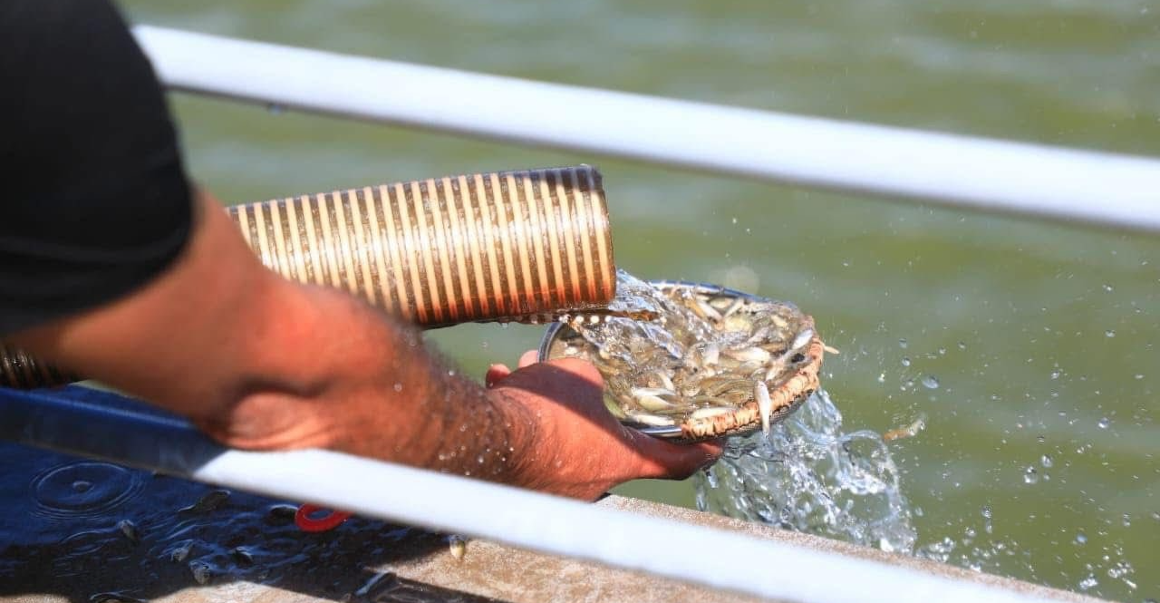 Nearly 9 million carp fingerlings stocked in Haditha Dam