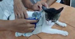 كوستاريكا.. اعتقال "قطة" بتهمة تهريب المخدرات (فيديو)