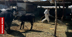 Duhok reports new CCHF case