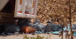 Kurdistan security eliminates toxic medical supplies