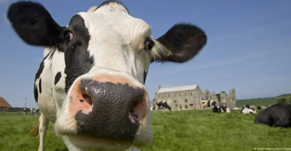 حادثة نادرة في كركوك.. خروج بقرة من باطن الأرض (فيديو)