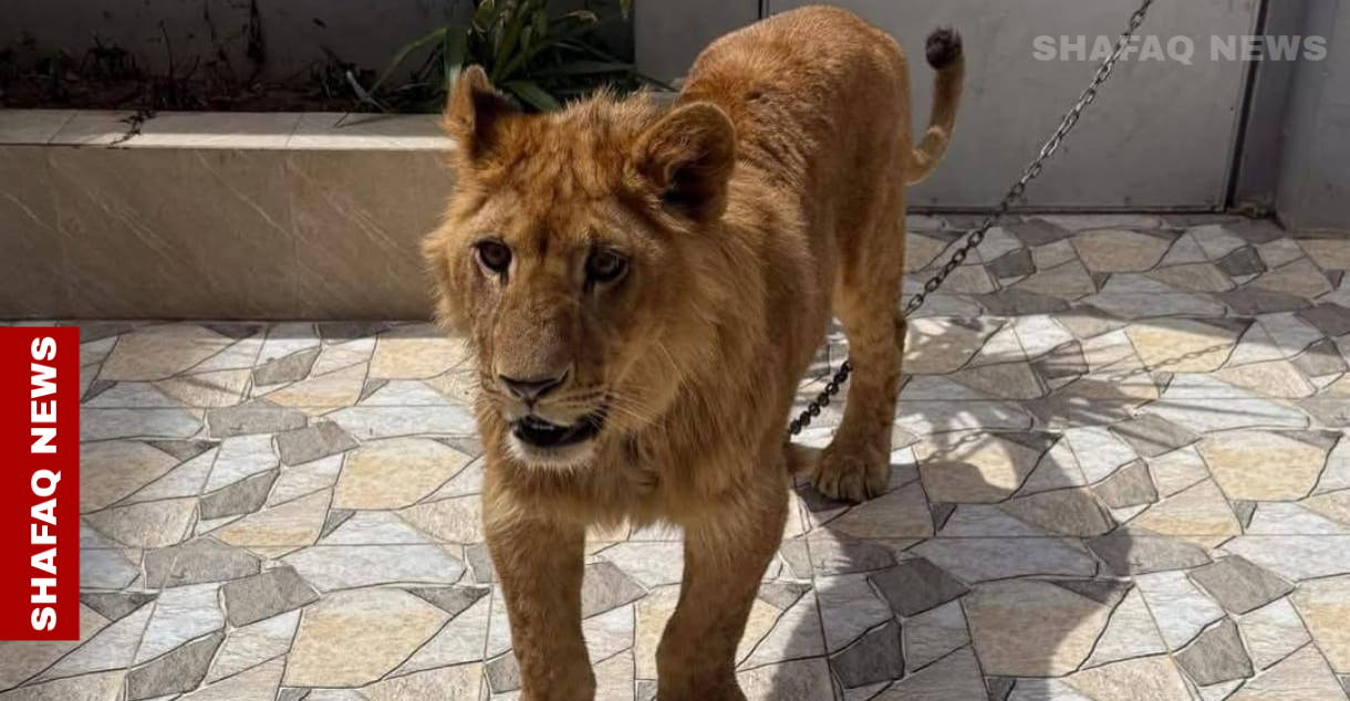 Lions in houses: exotic pet trend grows in Iraq