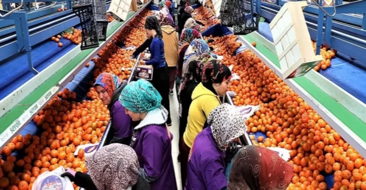 العراق وروسيا أكبر مستوردي الحمضيات التركية خلال نيسان