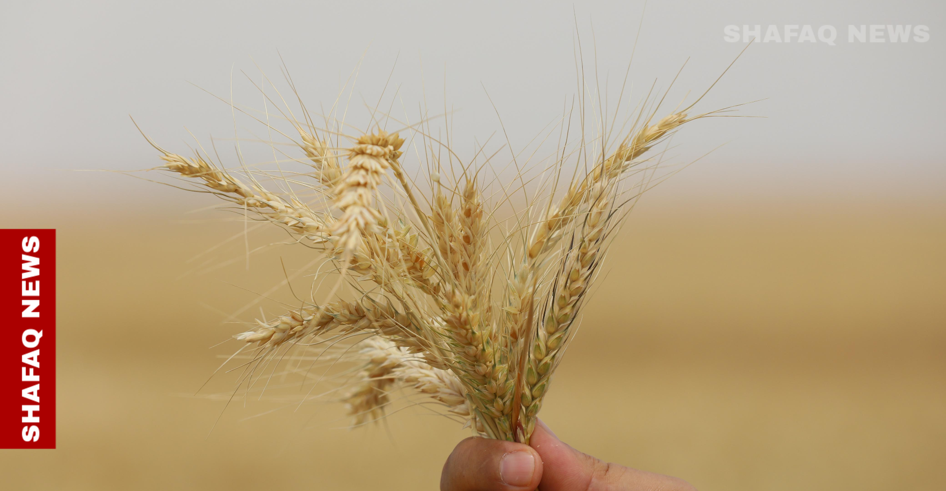 إنتاج وفير.. كركوك تطالب بزيادة عدد سيارات تسويق الحنطة