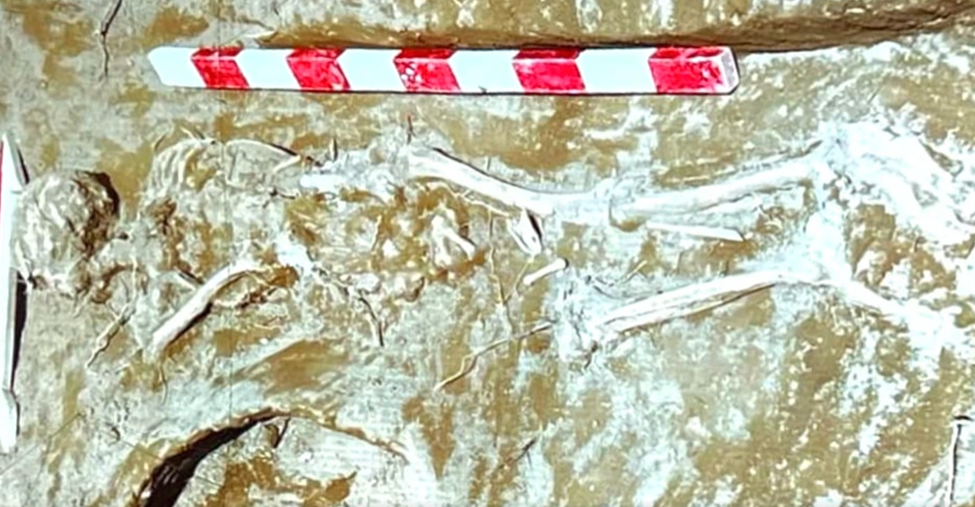 Babil skeletons unearth legal and historical firestorm