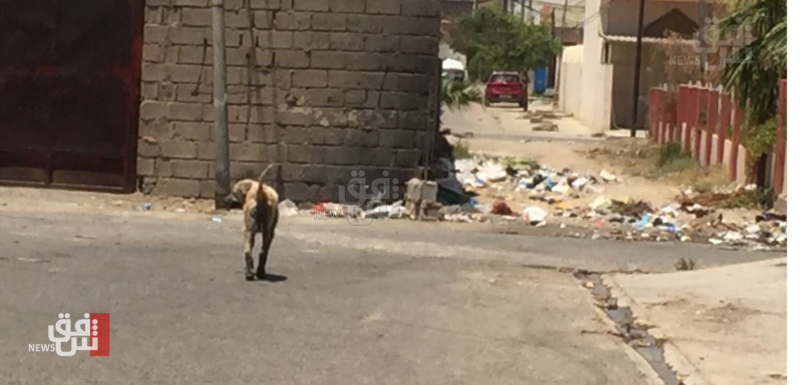 Iraq’s Diyala records +1K stray dog attacks in months