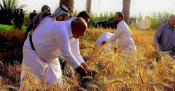 Iraq’s Karbala produces 300K tons of wheat despite water crisis