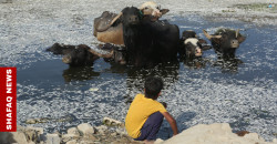 Mass fish die-off in Iraq’s Ibn Najm Marsh as drought bites