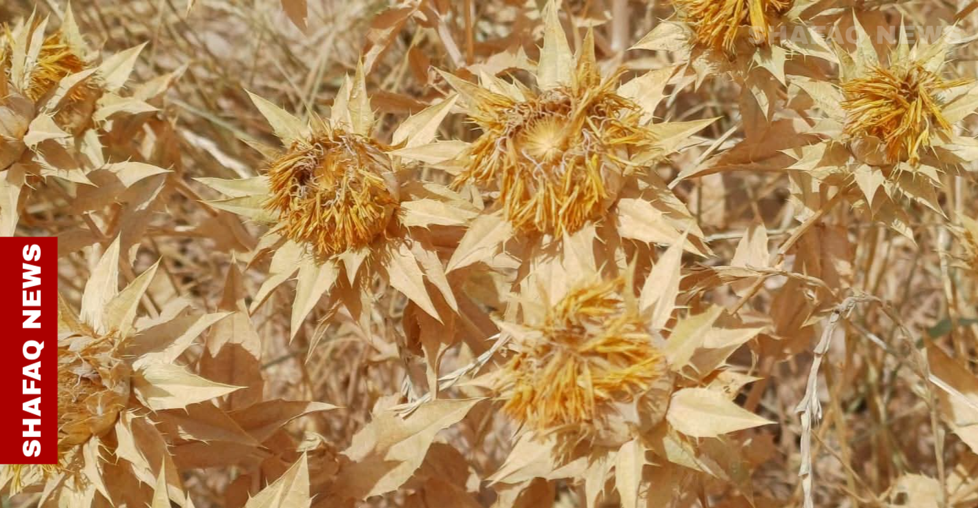 "العصفر" في البصرة.. تجربة واعدة لاستثمار زراعي بديل