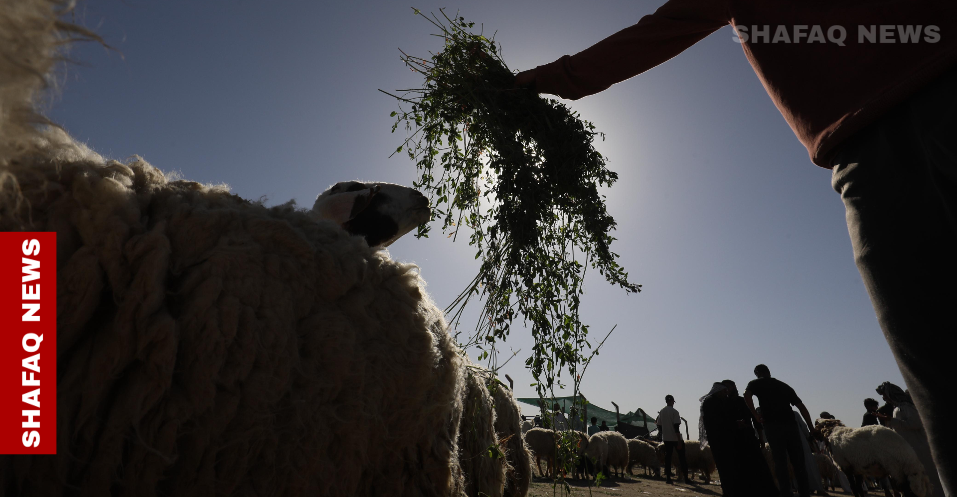 رغم موسم الأضاحي.. سوق المواشي لا يجذب المشترين في العراق (صور)