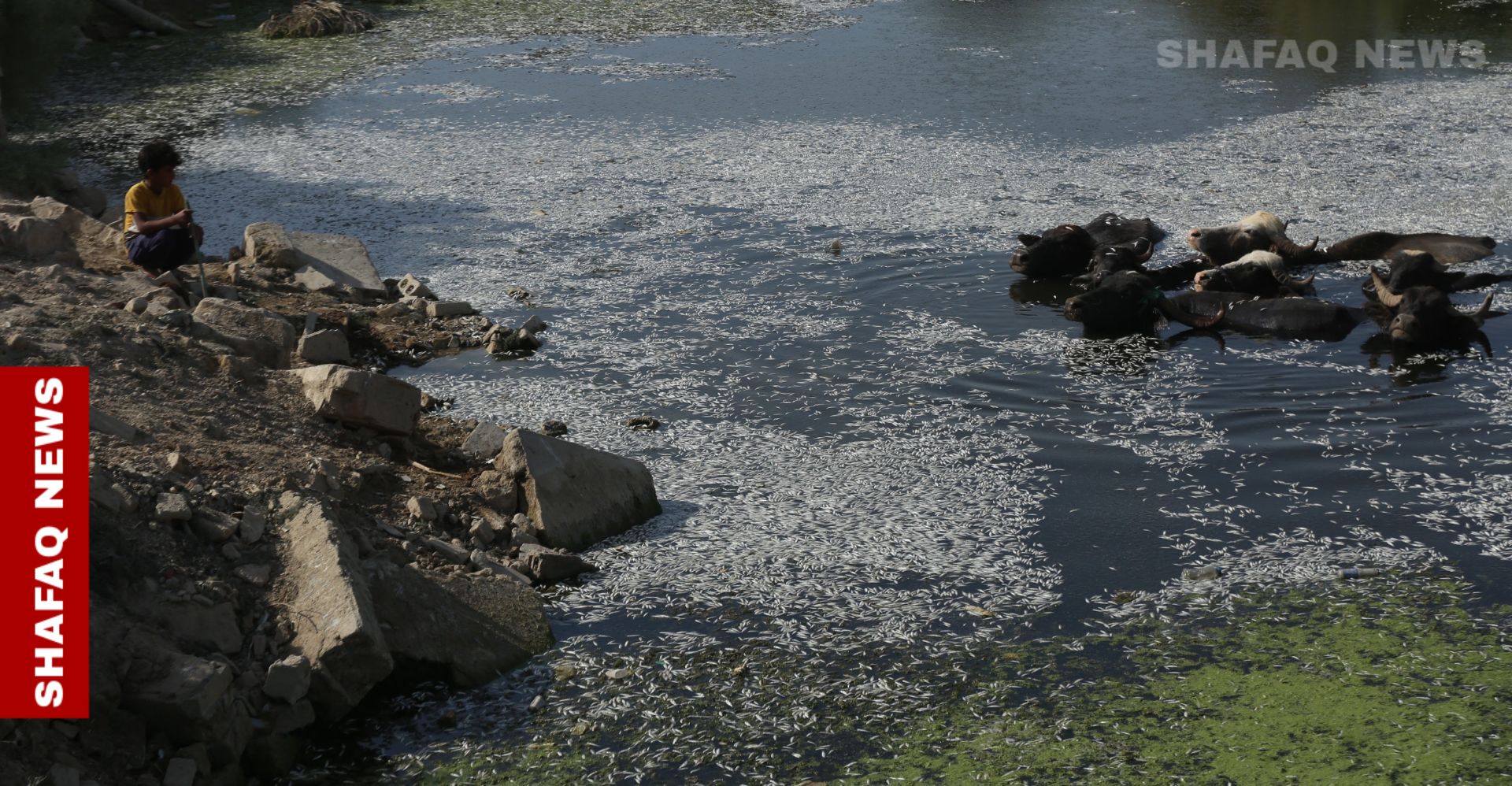 Following up: Iraq's mass fish die-off uncovered