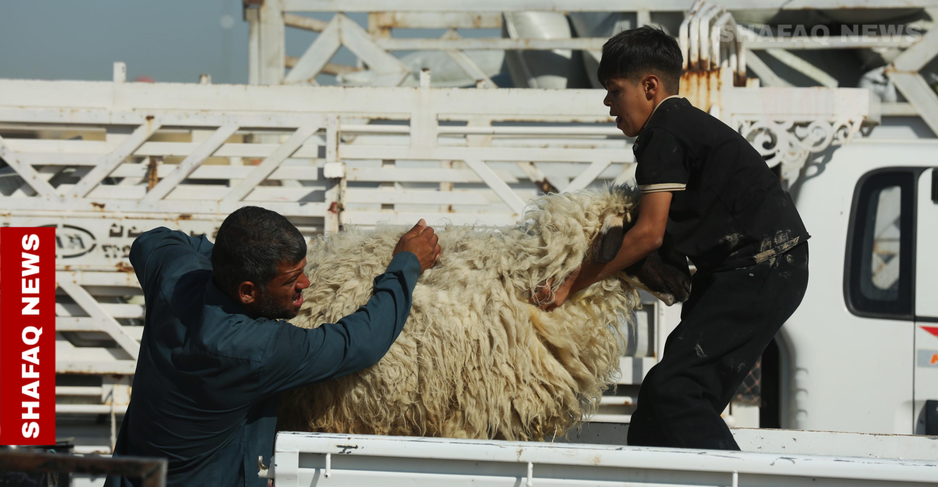 Kirkuk bans public Eid slaughter amid CCHF concerns