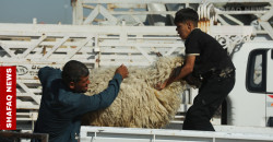Kirkuk bans public Eid slaughter amid CCHF concerns