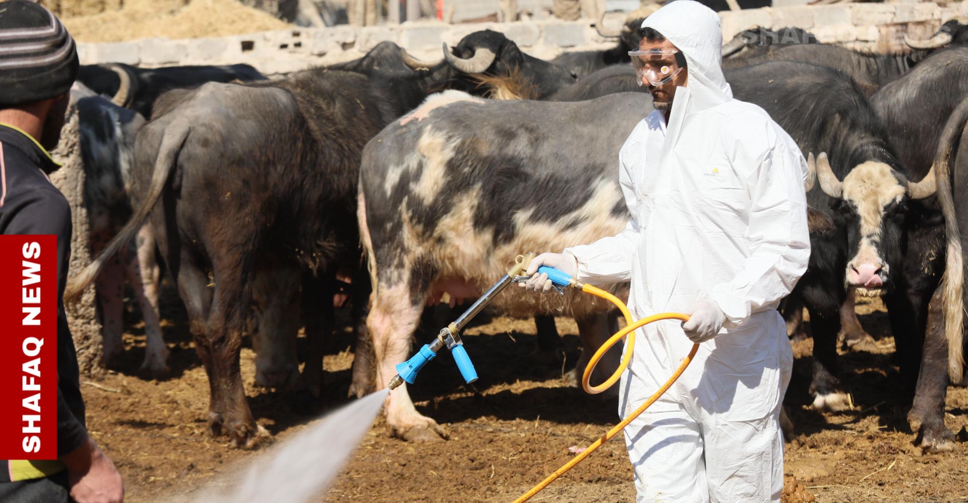 Iraq’s butchers bear the brunt of CCHF Crisis