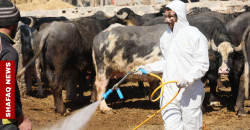 Iraq’s butchers bear the brunt of CCHF Crisis