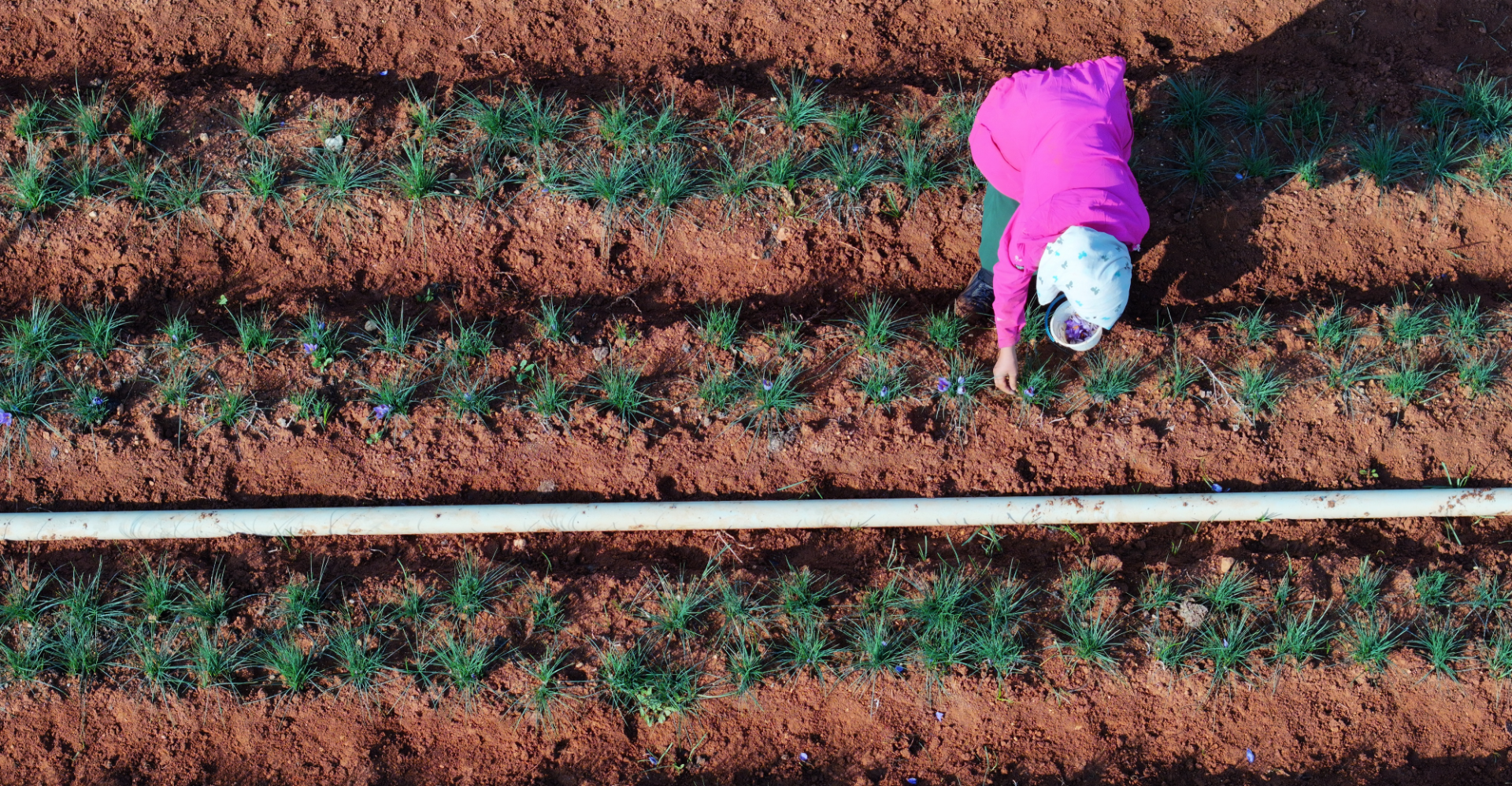 Reviving Syria's farms: New plan for food security
