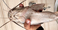 First-ever sighting of African Catfish in Iraq’s marshes