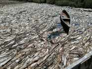 Mass fish die-off hits al-Sulaymaniyah