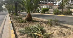 مرصد بيئي: أمانة بغداد ترتكب "كارثة بيئية" بقطع الأشجار المعمّرة