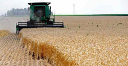 Historic harvest: Karbala wheat yield tops 305,000 tons