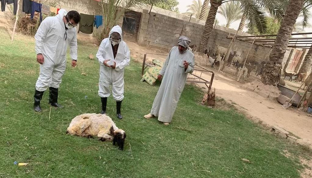 Child in Diyala and woman in Basra die of CCHF