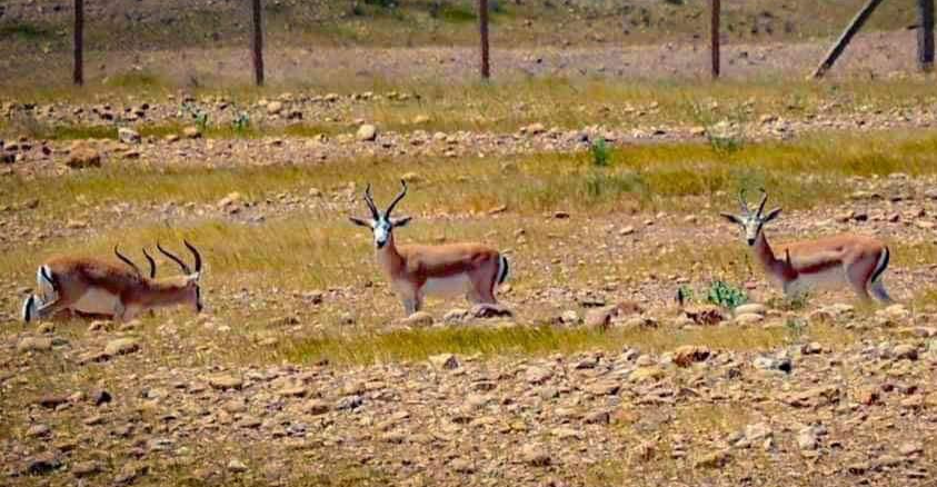 اختفاء 400 غزال نادر في العراق بـ"ظروف غامضة"