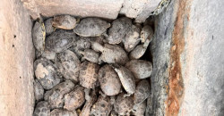 Mass turtle deaths strike Iraq's marshes as drought tightens grip