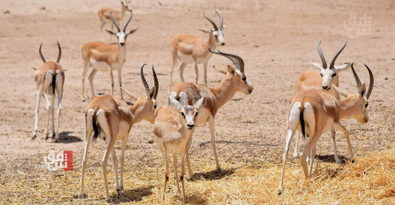 400 Gazelles loss: Iraq's Diyala Directorate denies responsibility