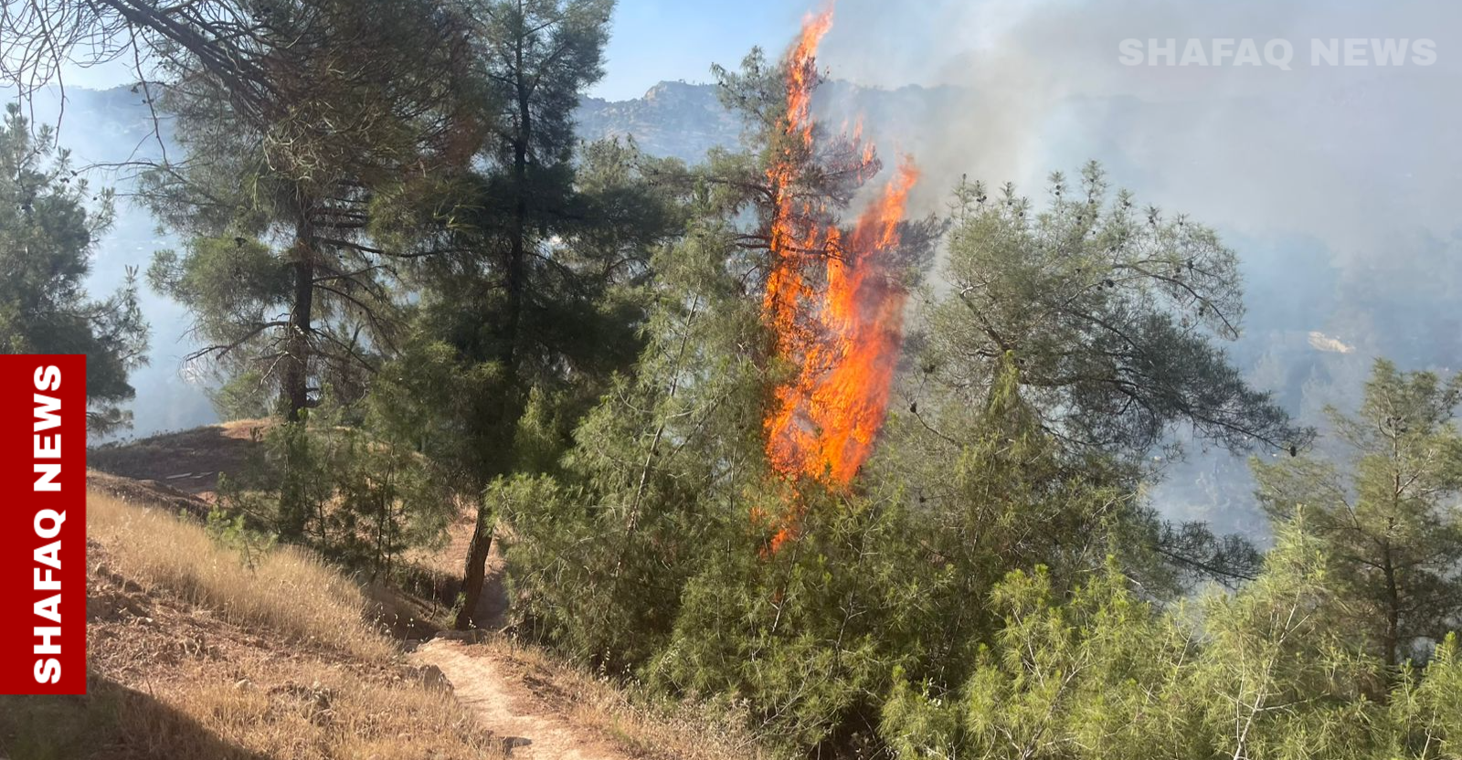 حريق يندلع بإحدى غابات الصنوبر المعمرة في دهوك (صور وفيديو)