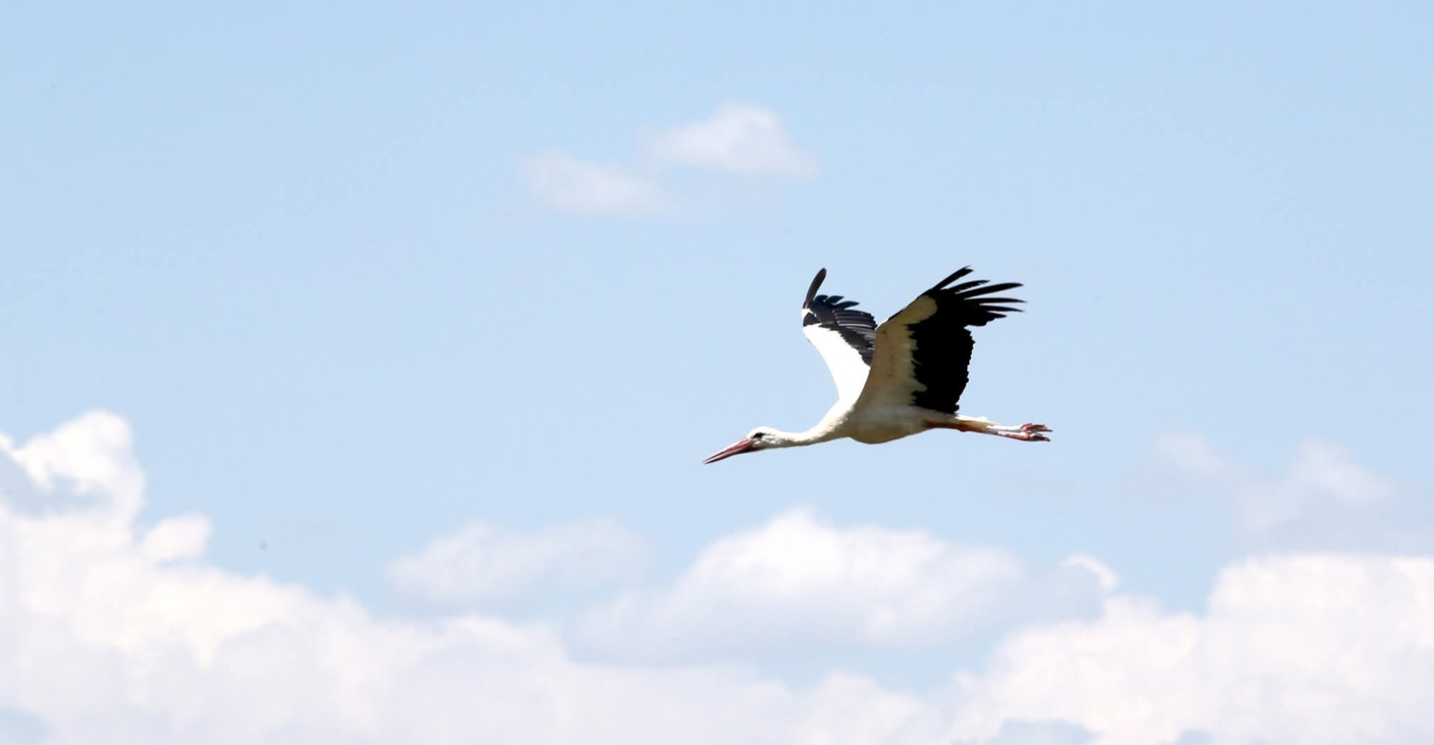 بين كركوك والسليمانية.. الطائر الضخم يبني عشه على أعمدة الكهرباء
