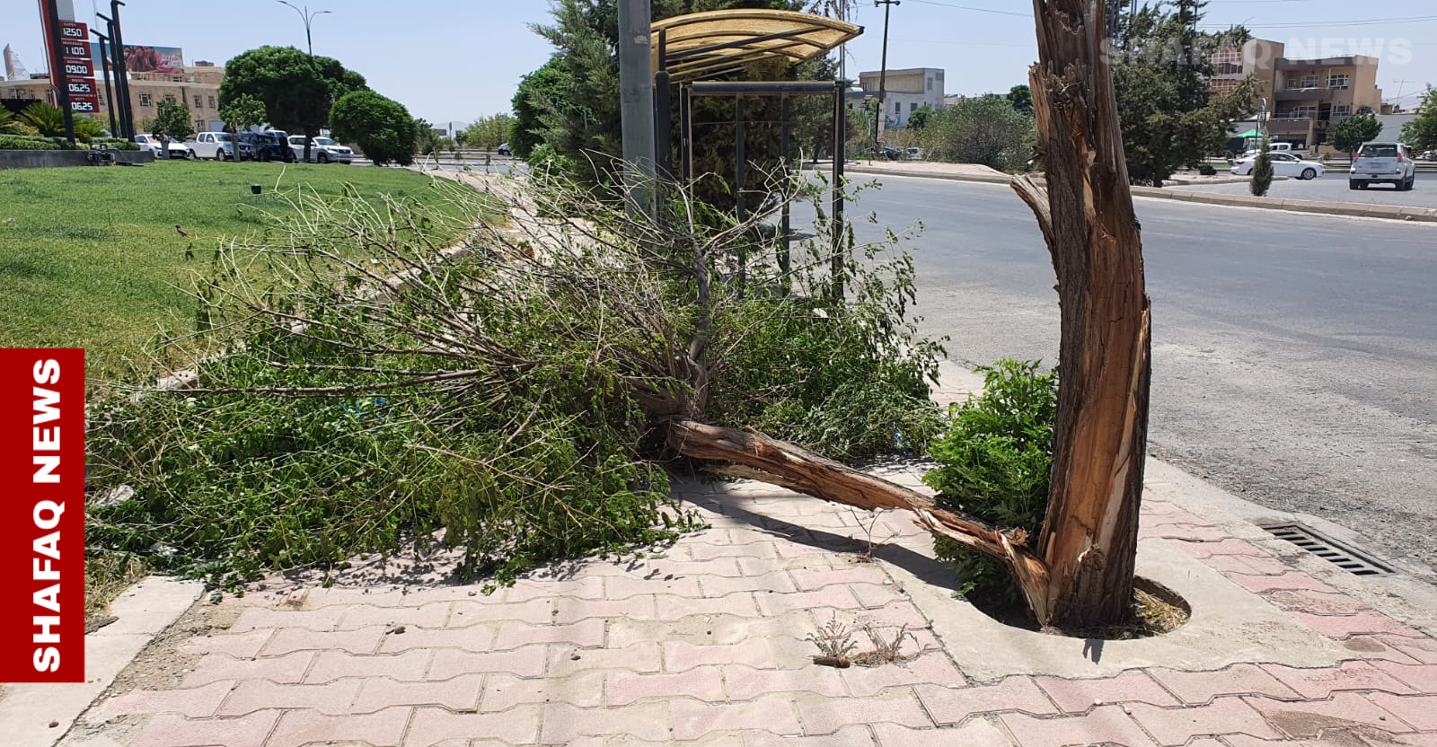 سلێمانی.. زریان وای تونیگ دارەیل شکنێد و کارەبا بڕێد.. وینە