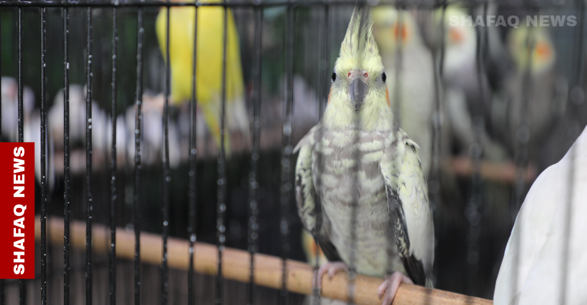 Birdsong and solace: Iraqis turn to pet birds for joy and mental relief