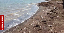 Mass fish die-off hits Mosul Dam Lake in Duhok
