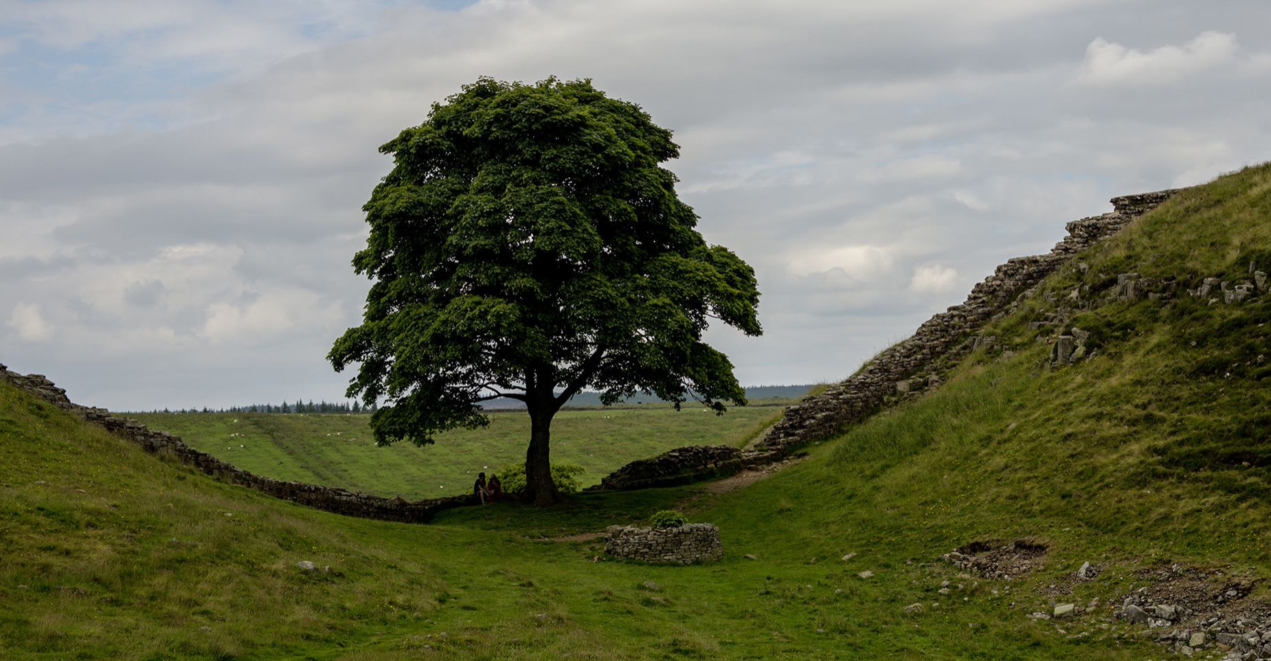 بريطانيا.. السجن 4 سنوات لشخصين قطعا شجرة "روبن هود"