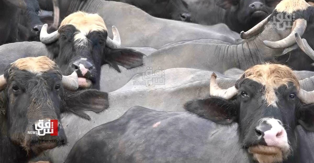 Hawizeh Marshes near collapse as southern Iraq rivers run dry