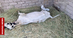 Mass die-offs hit Basra marshes amid rising salinity