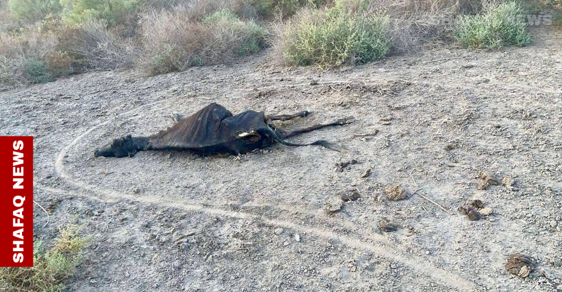 "نفوق جماعي للحيوانات".. ارتفاع ملوحة المياه يهدد الحياة في أهوار البصرة