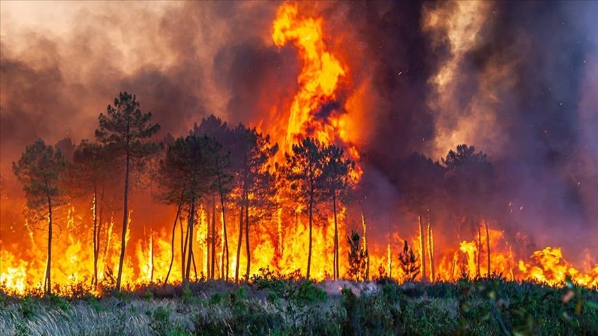 Forests to ash: 13 fires devastate 110 Hectares in Feyli Ilam