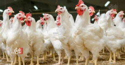 تحذير من "كارثة" وشيكة في قطاع الدواجن بإقليم كوردستان بسبب أعلاف ولقاحات