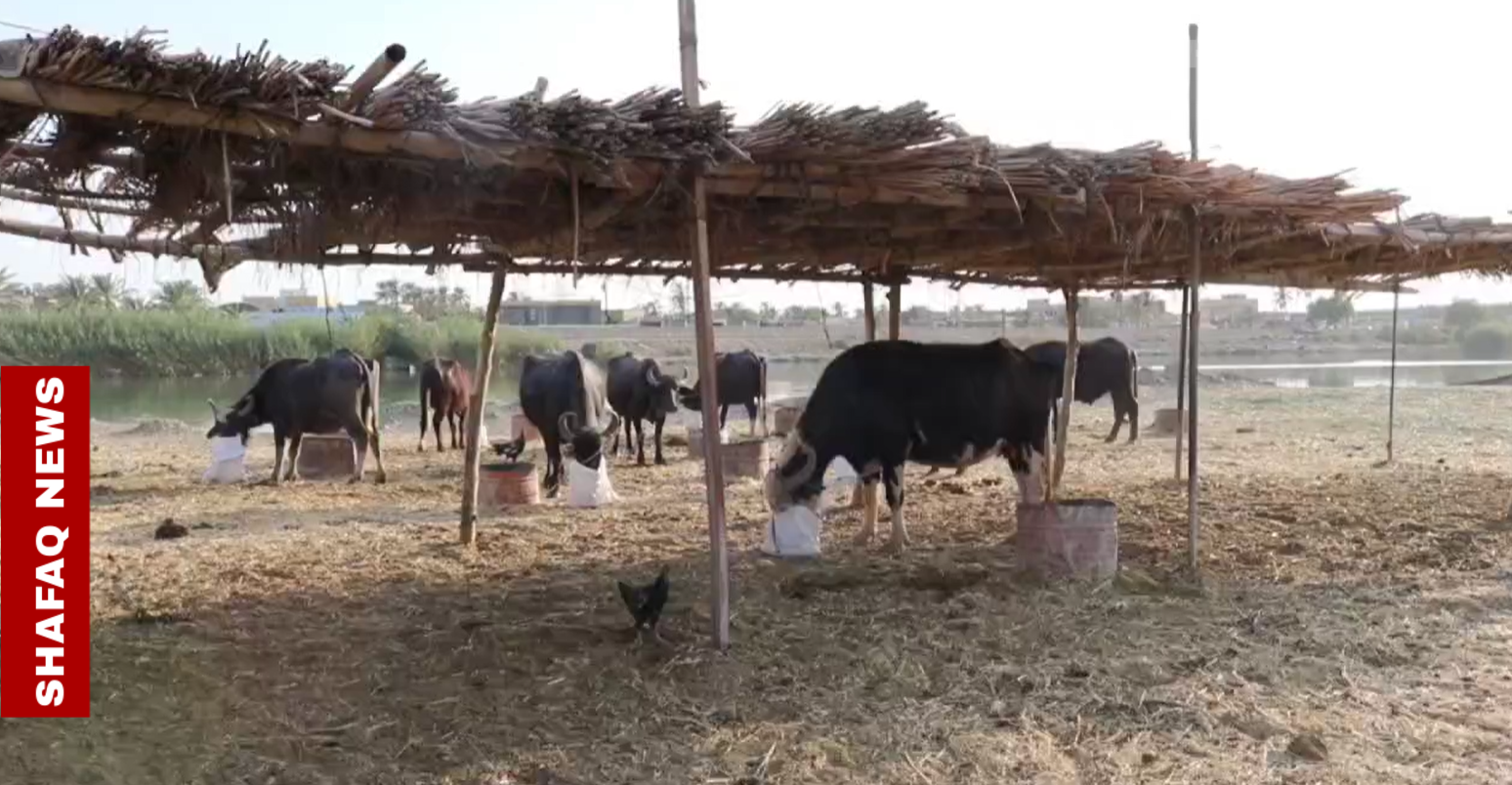 Drought displacement: Herders seek refuge in Al-Nasiriyah, call for aid