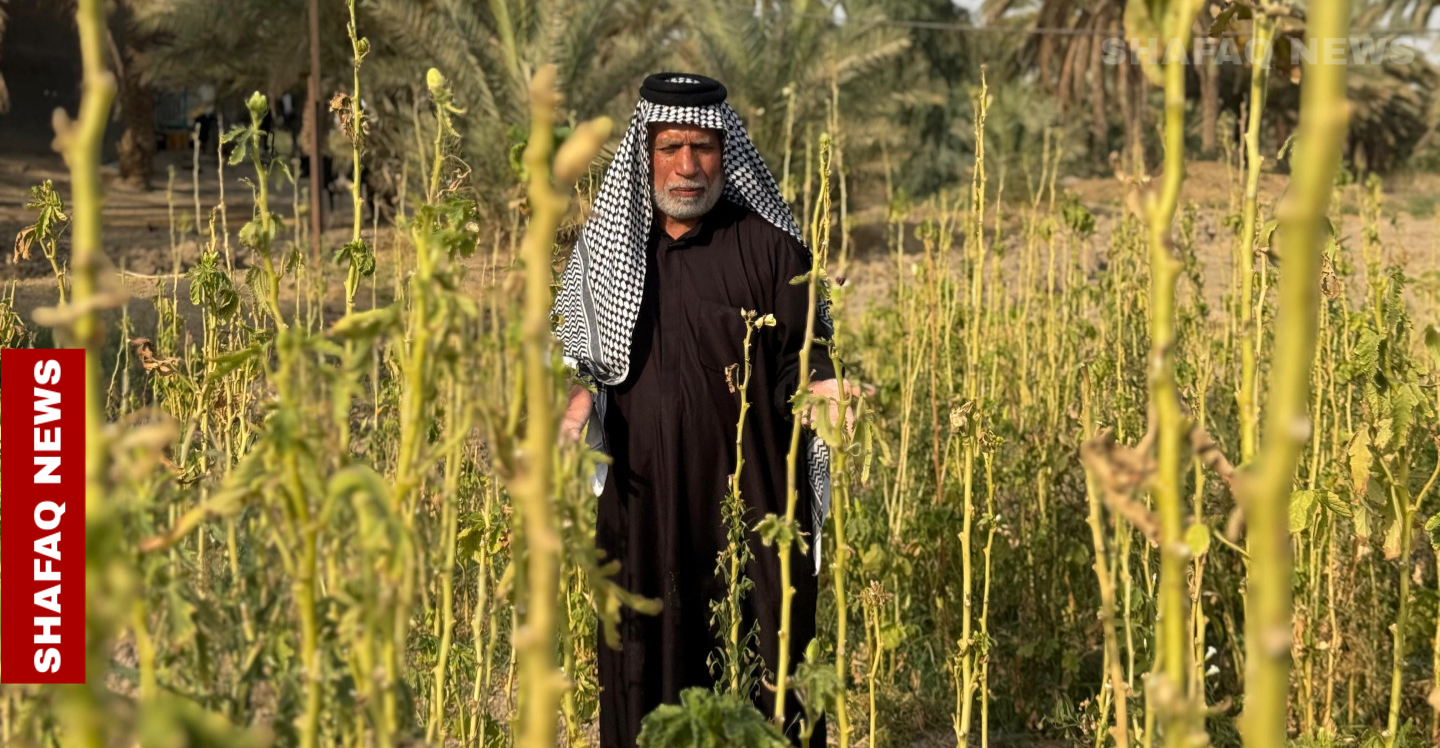 Dying land, dying livelihood: Iraqi farmer battles drought alone