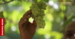 لدعم الإنتاج المحلي.. الزراعة العراقية توقف استيراد العنب والتين