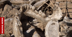 Iraq exhumes +65 mass graves of Yazidi victims in Sinjar