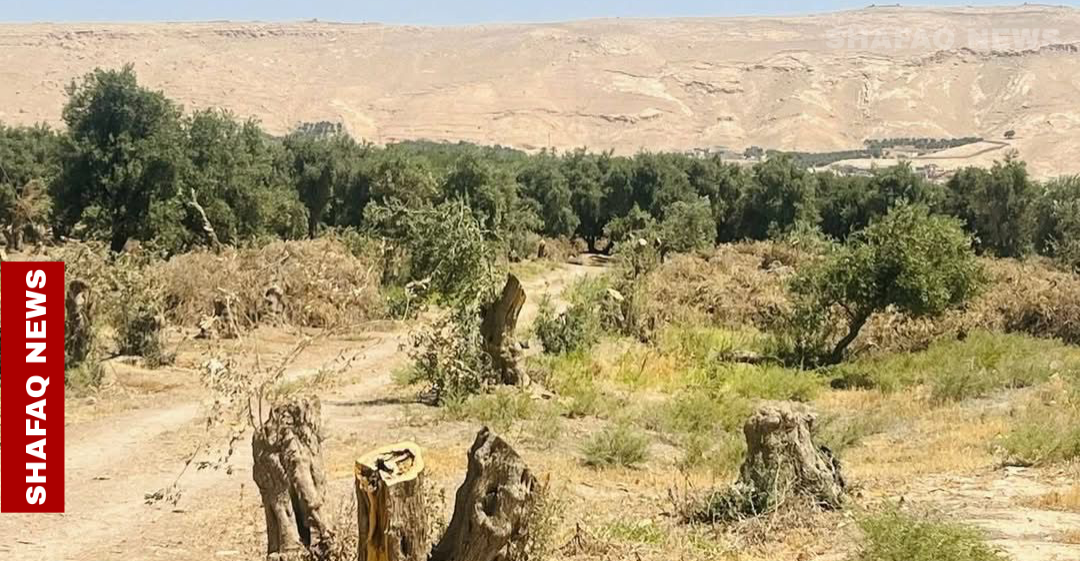 تباع لأصحاب "شوي السمك".. بيئة نينوى تتحرك لإيقاف قطع اشجار الزيتون