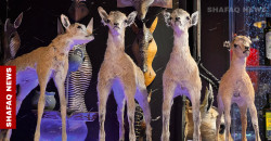 Timeless tributes: Taxidermy in Iraq blends craft, memory, and tradition