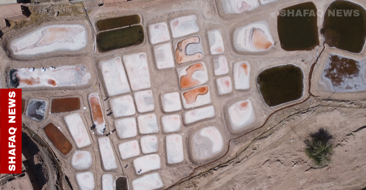 الذهب الأبيض في كرميان.. كنز يتآكل تحت وطأة الطبيعة وغياب الدعم (صور)