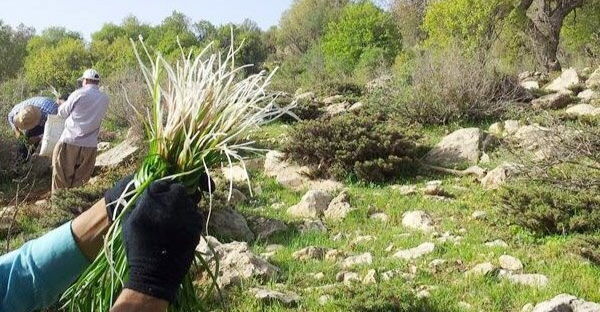 کرمانشاه.. تحديد مساحات شاسعة من الأراضي لزراعة النباتات الطبية