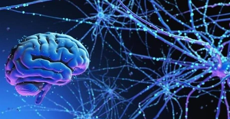 البقعة الزرقاء.. مركز ترتيب الذكريات في الدماغ