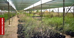 Iraq revives endangered desert trees in Diyala nursery