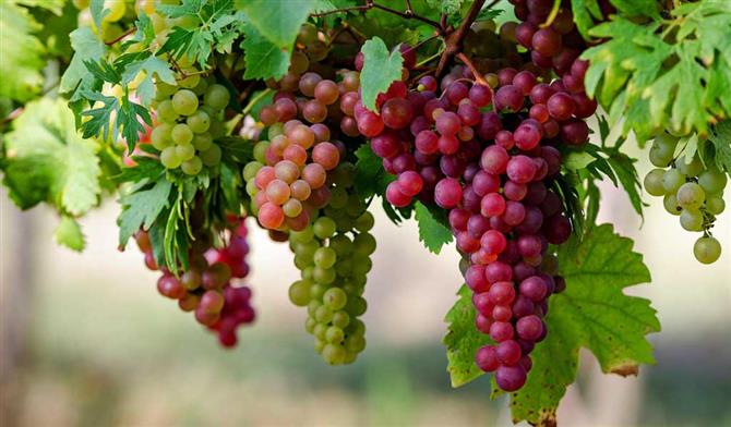 کەی ئەنگویر زەرەد وە لەش رەسنێد